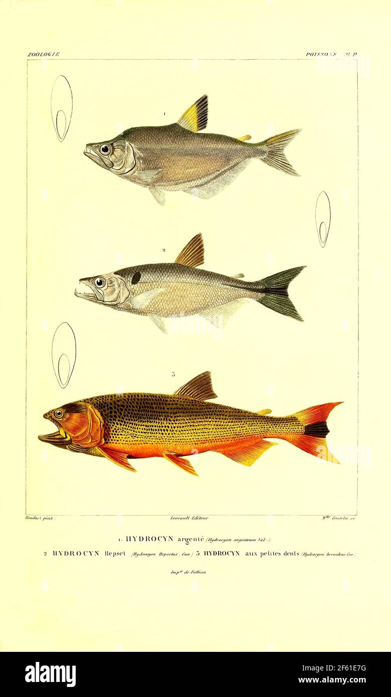 Illustrazione del pesce sudamericano Foto Stock