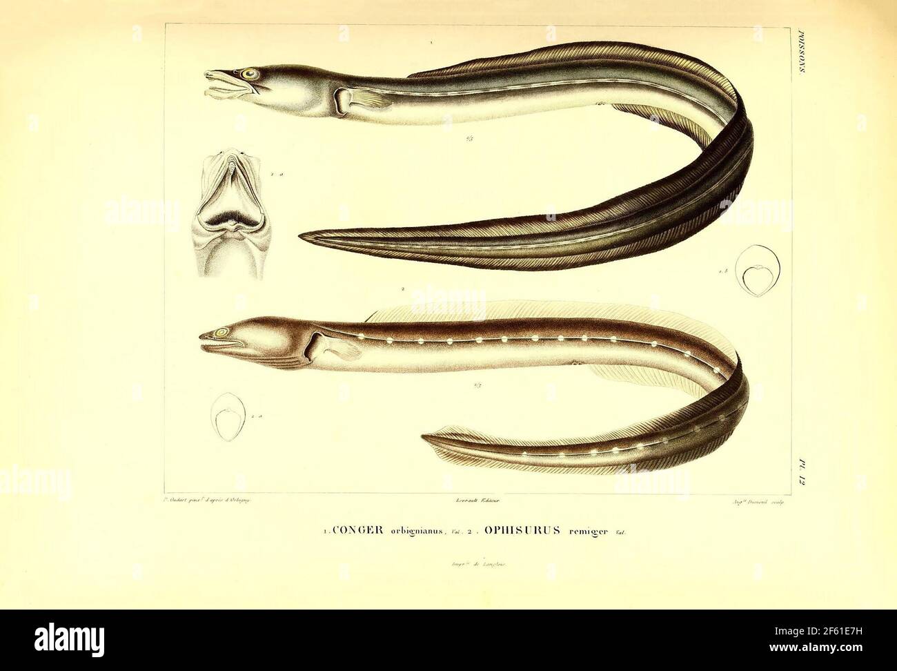 Illustrazione dell'Eel sudamericano Foto Stock