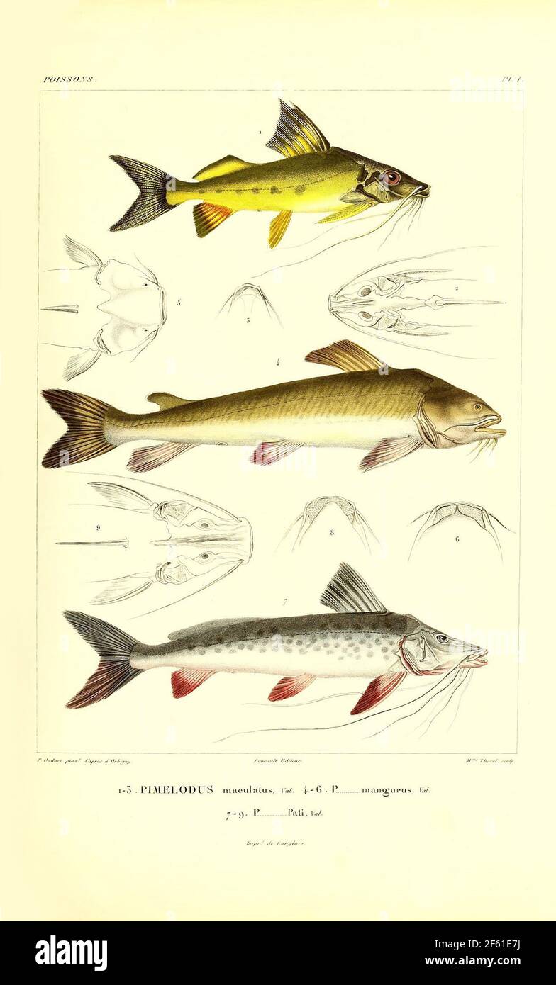 Illustrazione del pesce sudamericano Foto Stock
