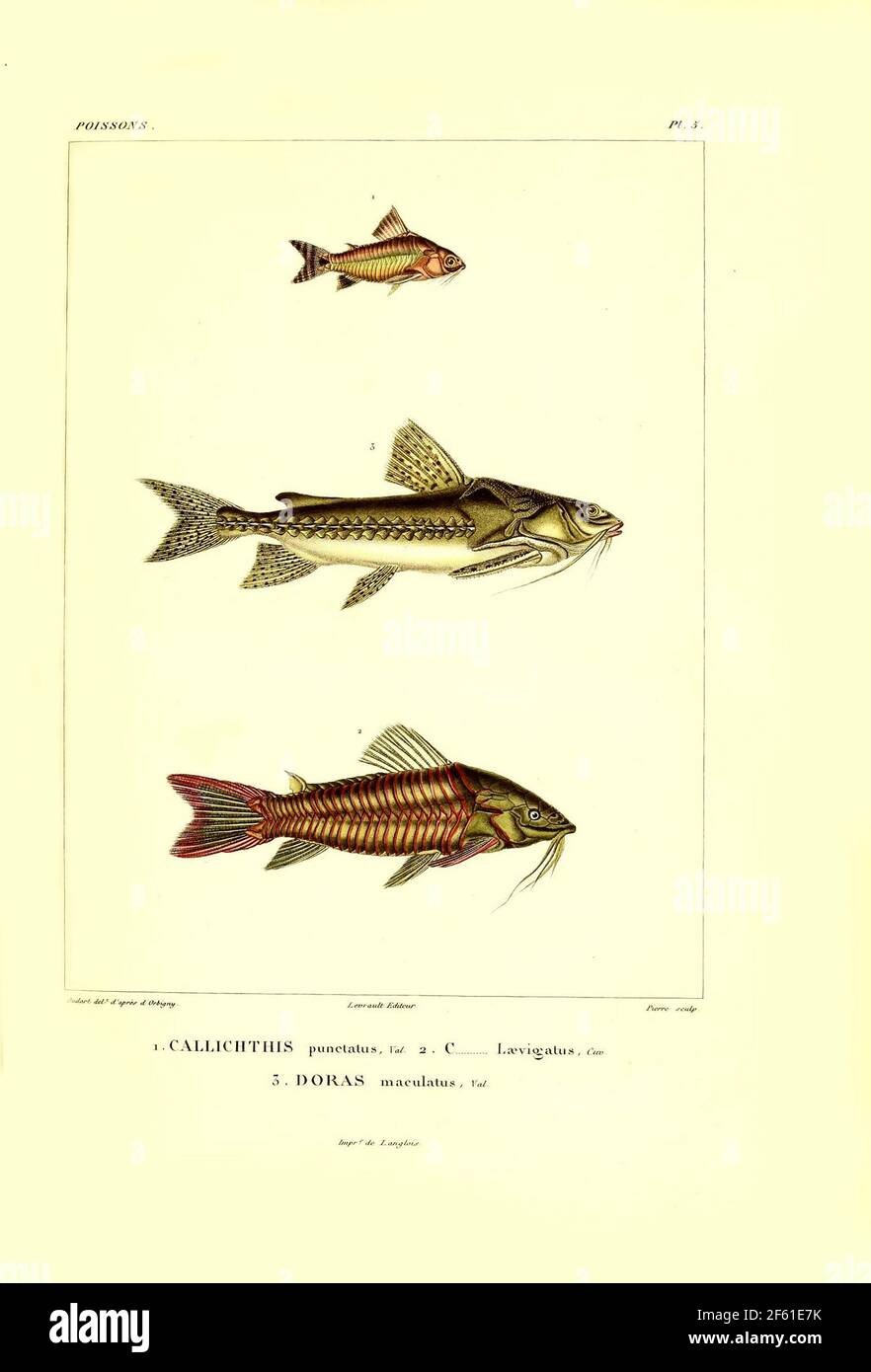 Illustrazione del pesce sudamericano Foto Stock