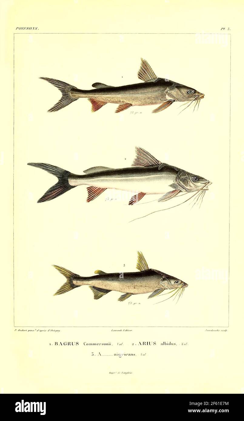 Illustrazione di Catfish sudamericano Foto Stock