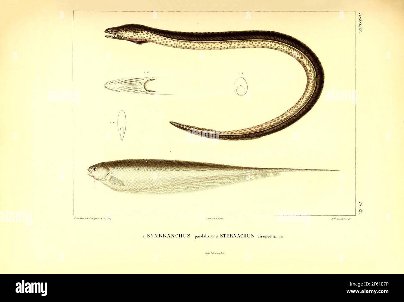 Illustrazione dell'Eel sudamericano Foto Stock