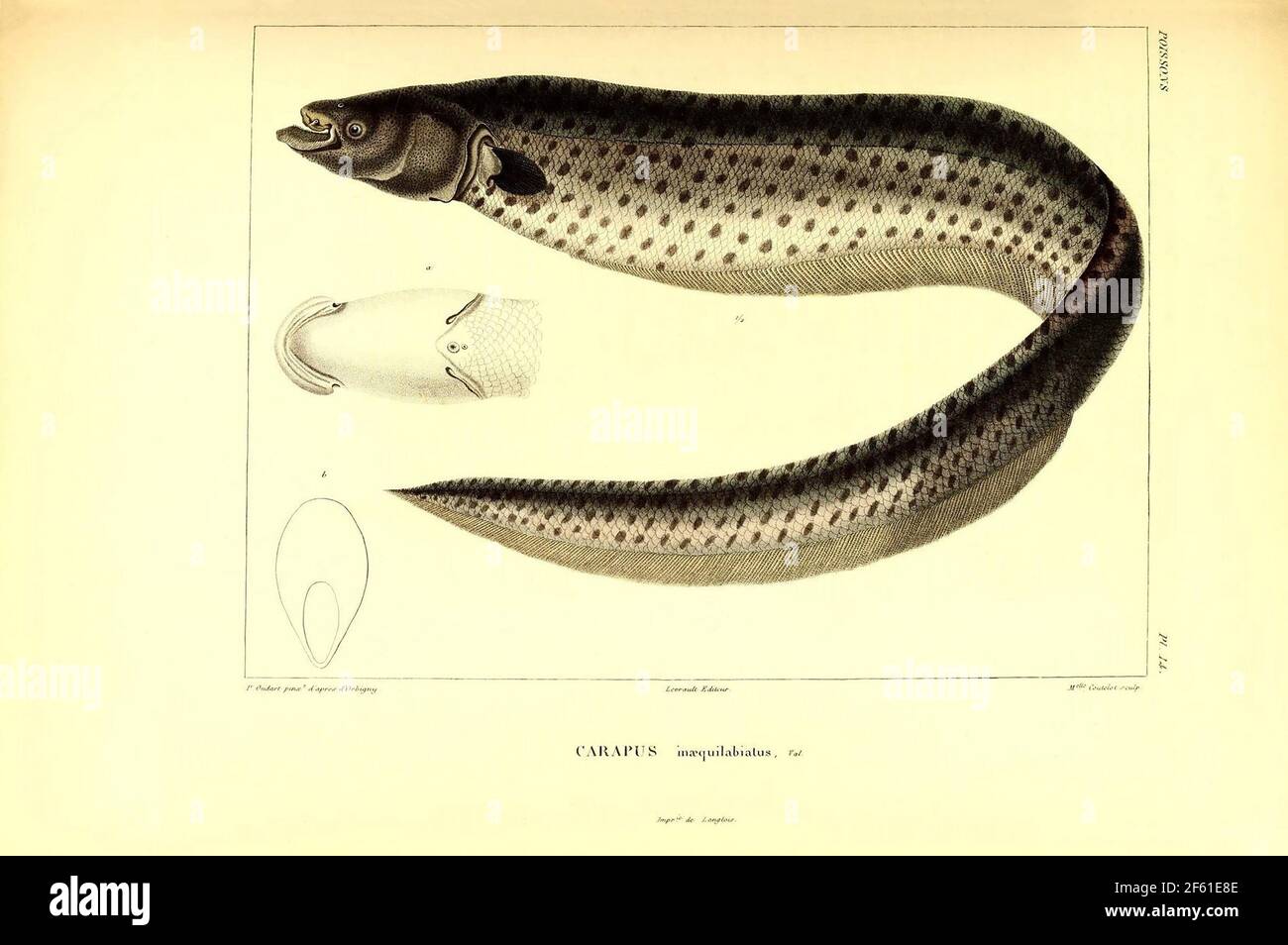 Illustrazione del pesce sudamericano Foto Stock