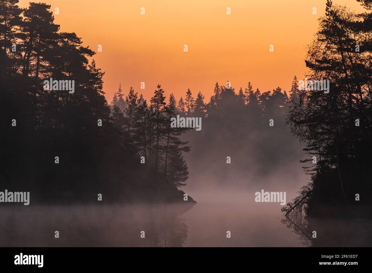 Foresta e lago nebby all'alba Foto Stock