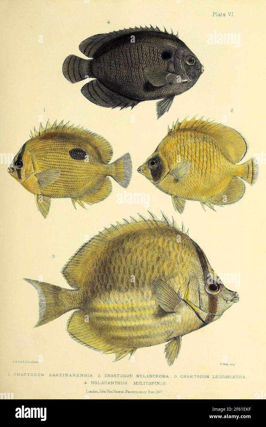 Illustrazione di Acanthopterygii Foto Stock