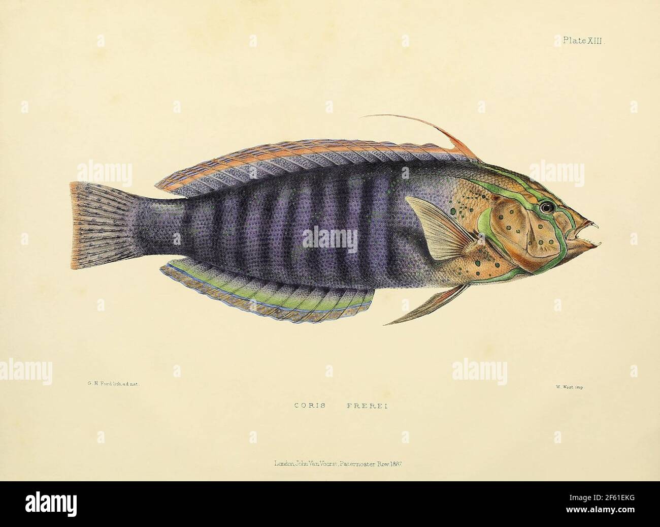 Illustrazione di Acanthopterygii Foto Stock