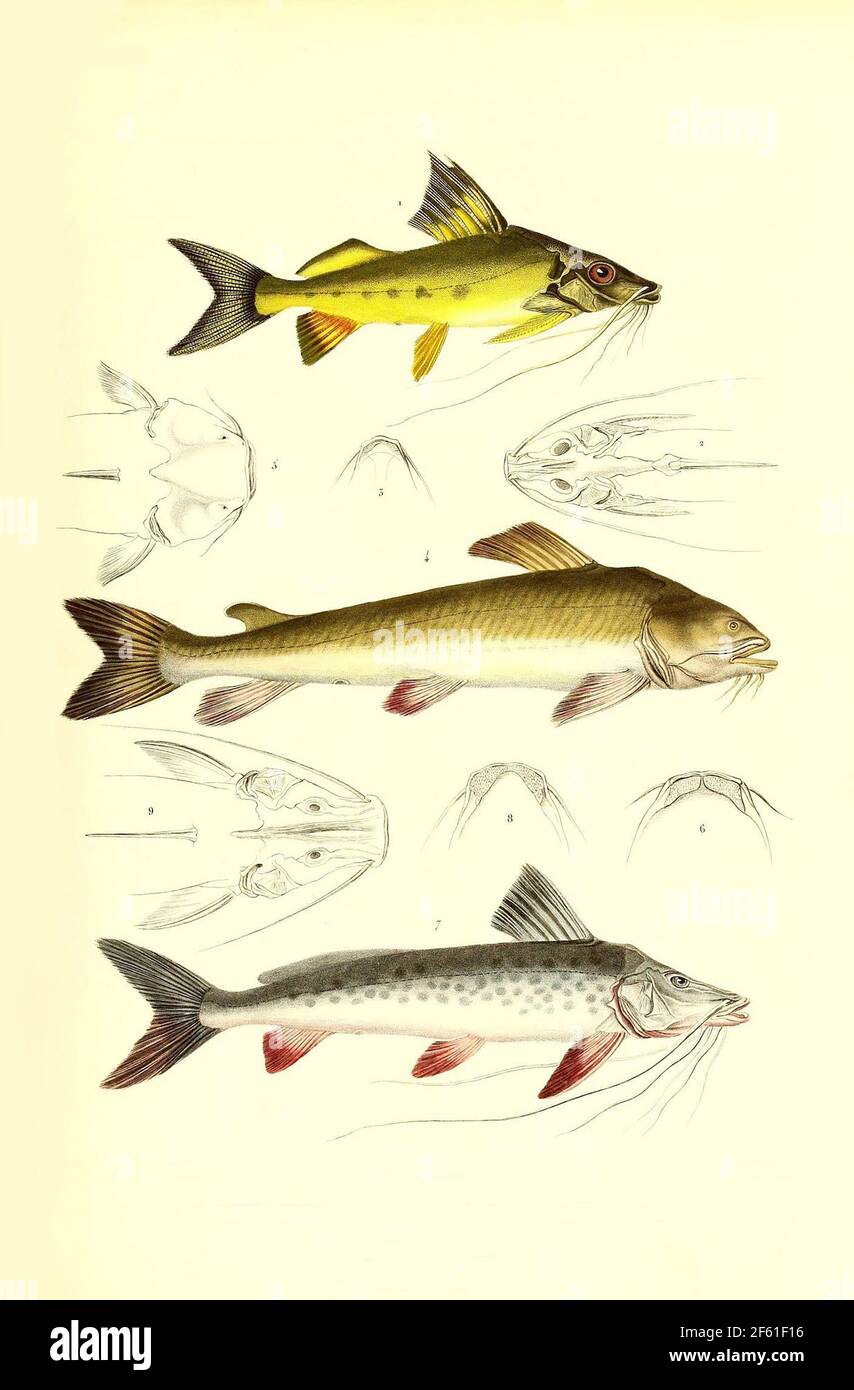 Illustrazione di Catfish sudamericano Foto Stock