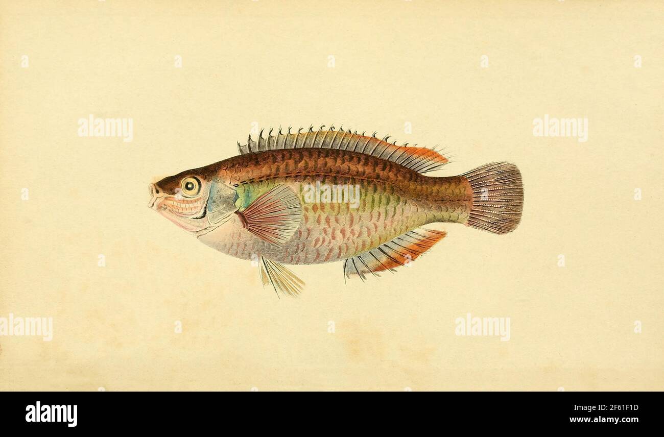Illustrazione di Acanthopterygii Foto Stock