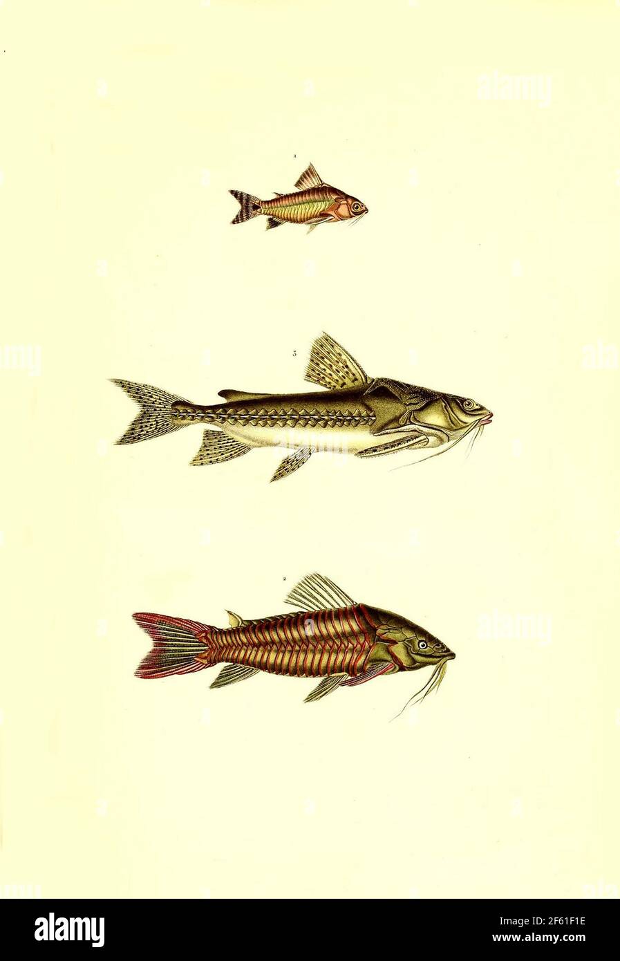 Illustrazione del pesce sudamericano Foto Stock