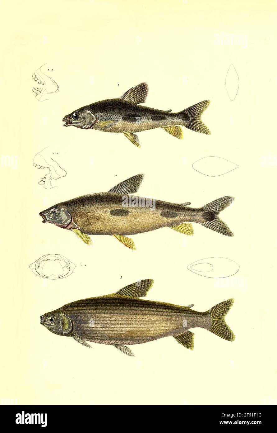 Illustrazione del pesce sudamericano Foto Stock