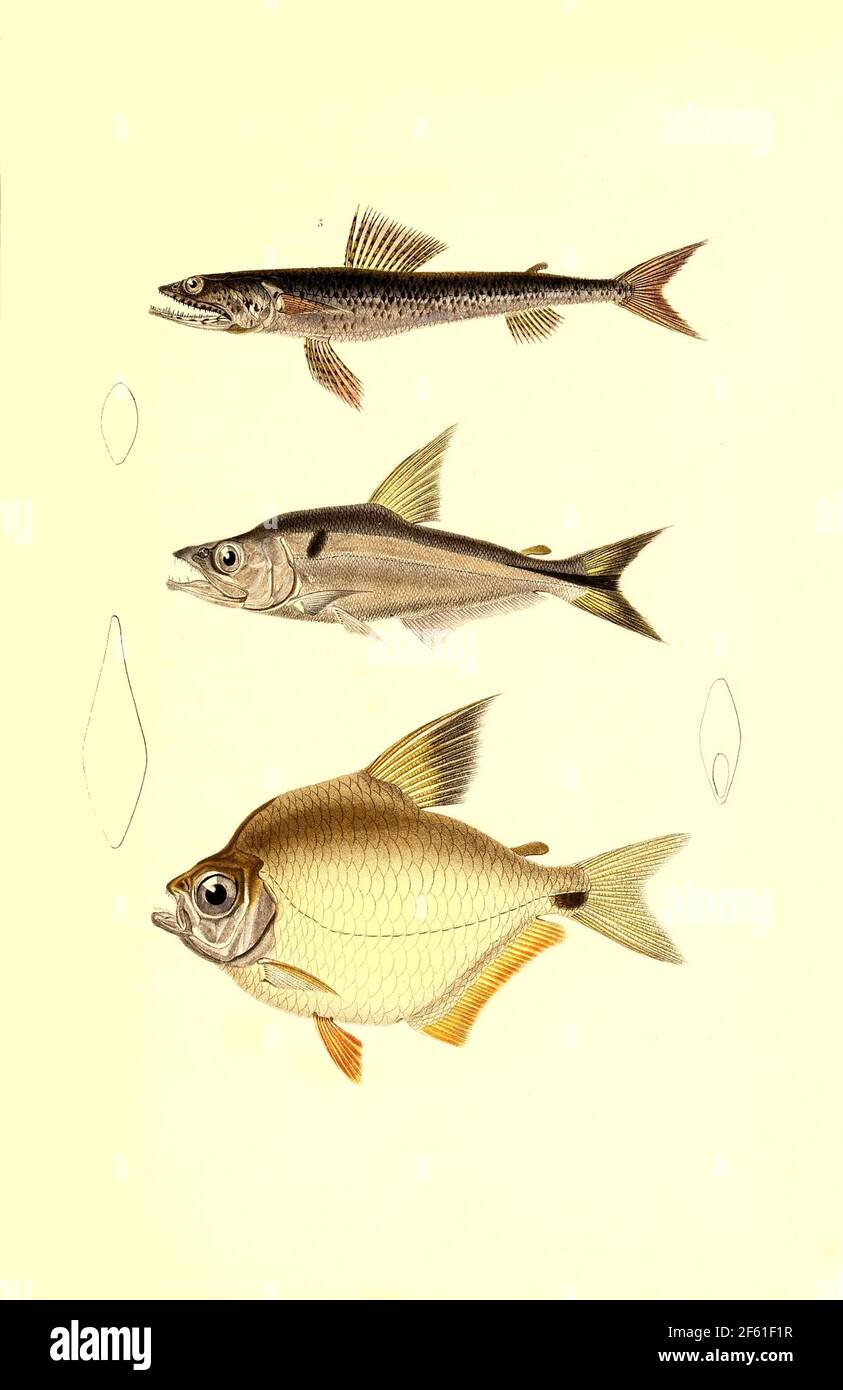 Illustrazione del pesce sudamericano Foto Stock