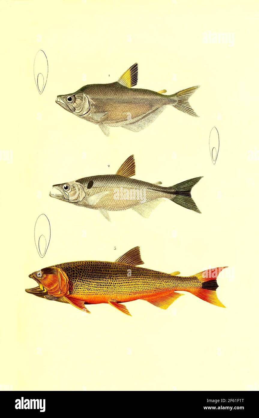 Illustrazione del pesce sudamericano Foto Stock