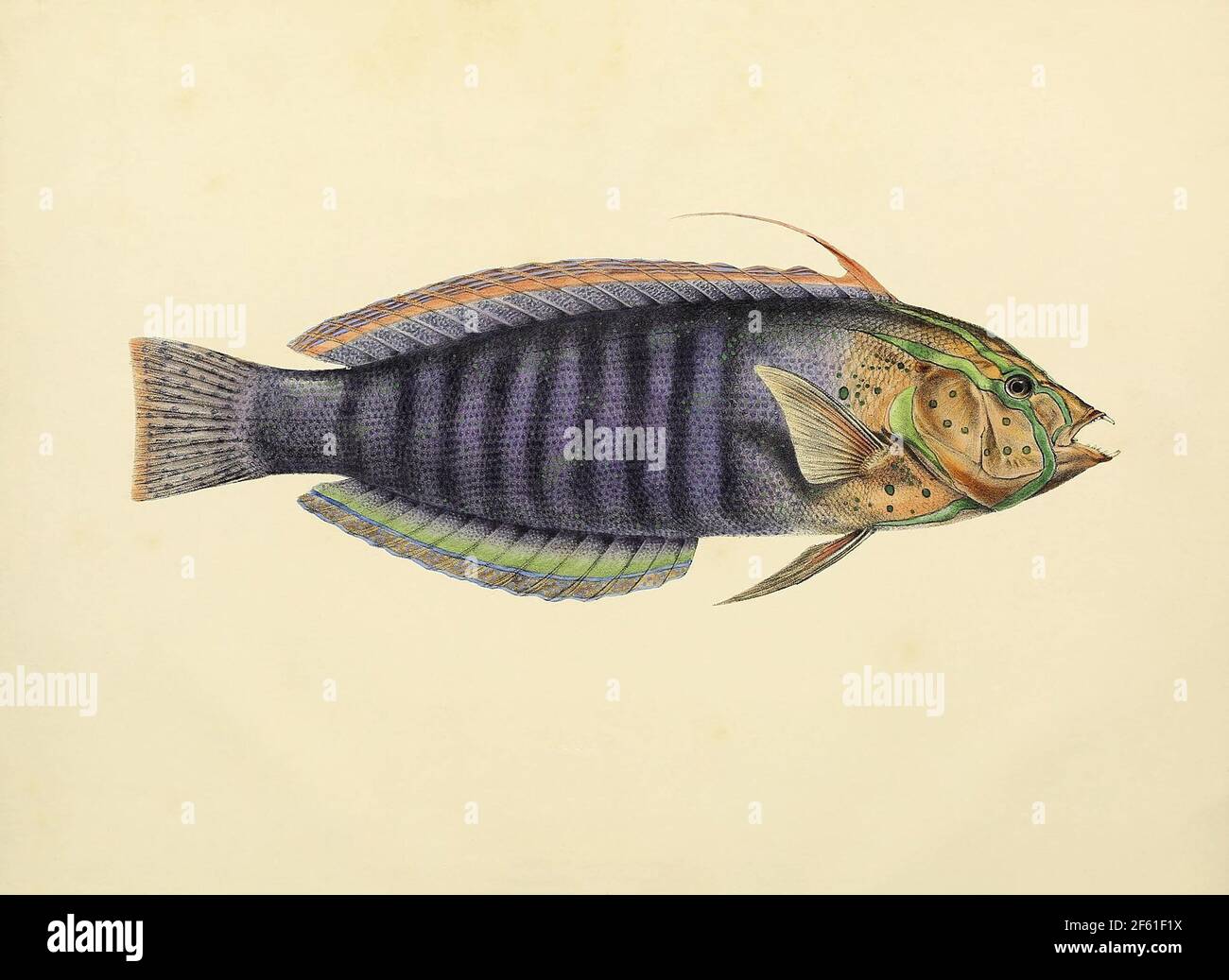 Illustrazione di Acanthopterygii Foto Stock