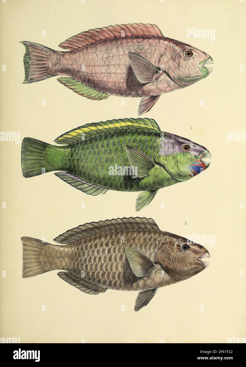 Illustrazione di Acanthopterygii Foto Stock
