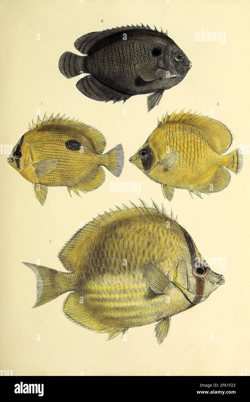 Illustrazione di Acanthopterygii Foto Stock