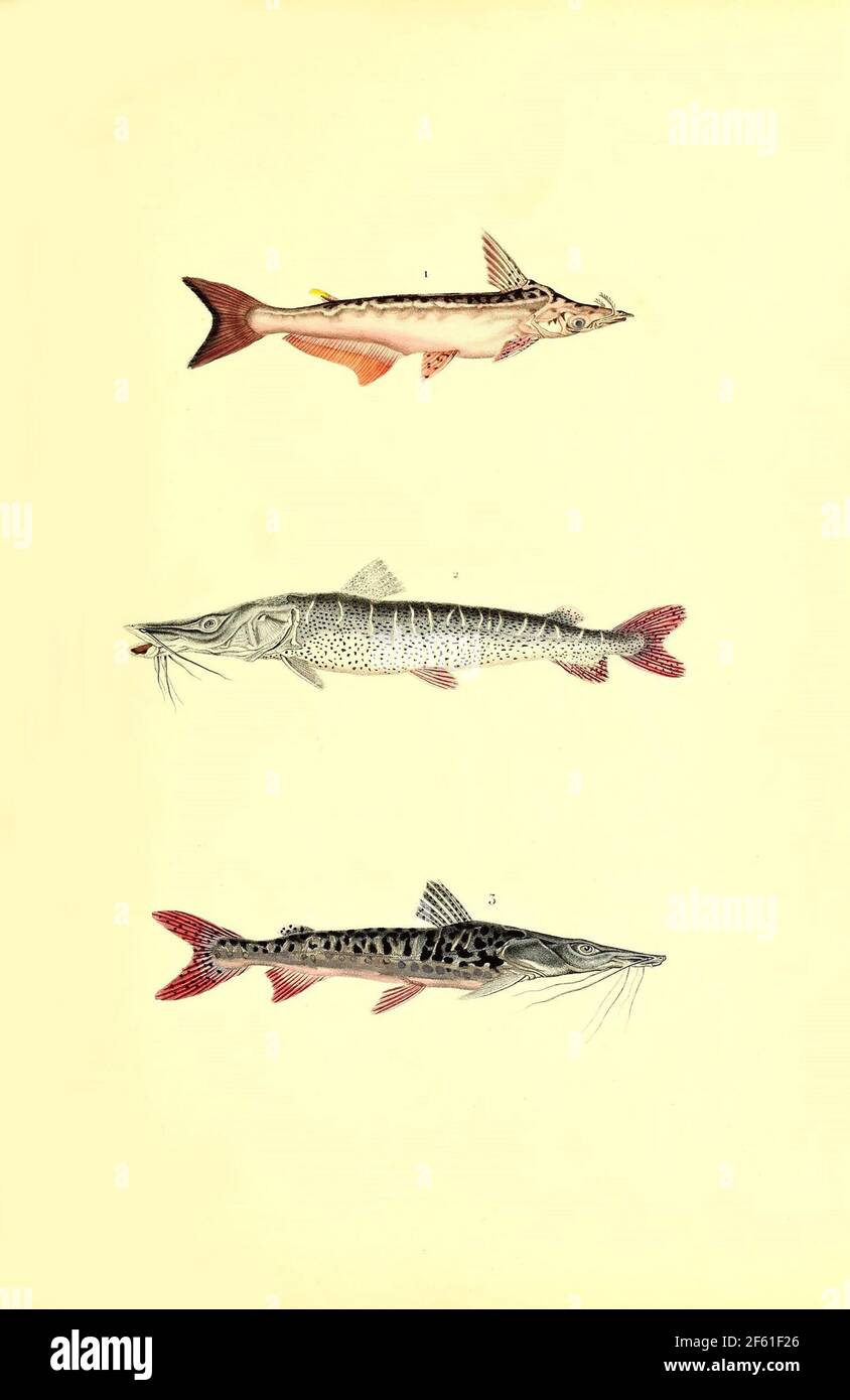Illustrazione di Catfish sudamericano Foto Stock