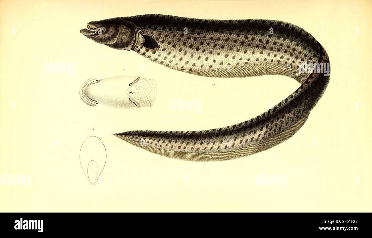 Illustrazione del pesce sudamericano Foto Stock
