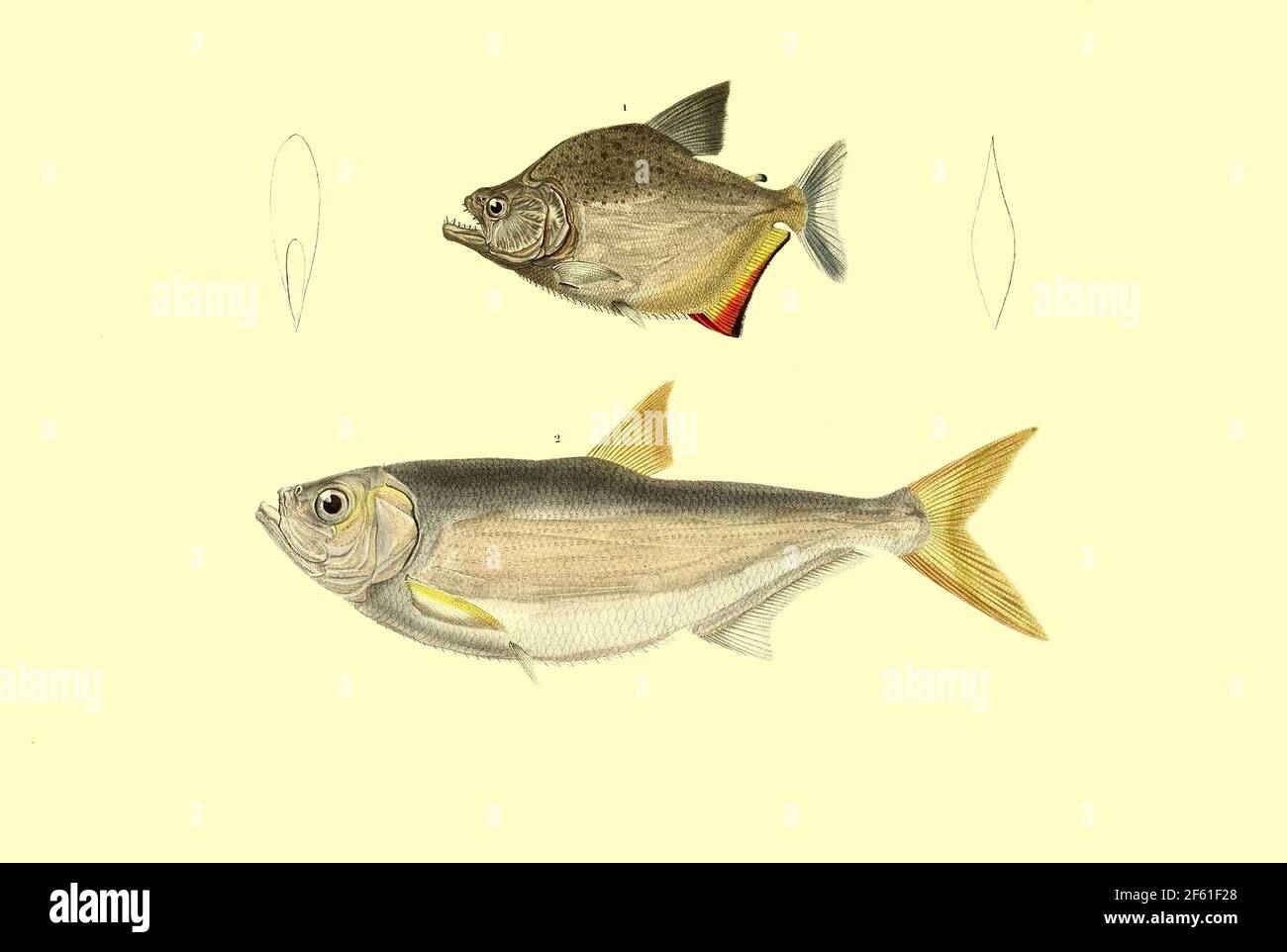 Illustrazione del pesce sudamericano Foto Stock