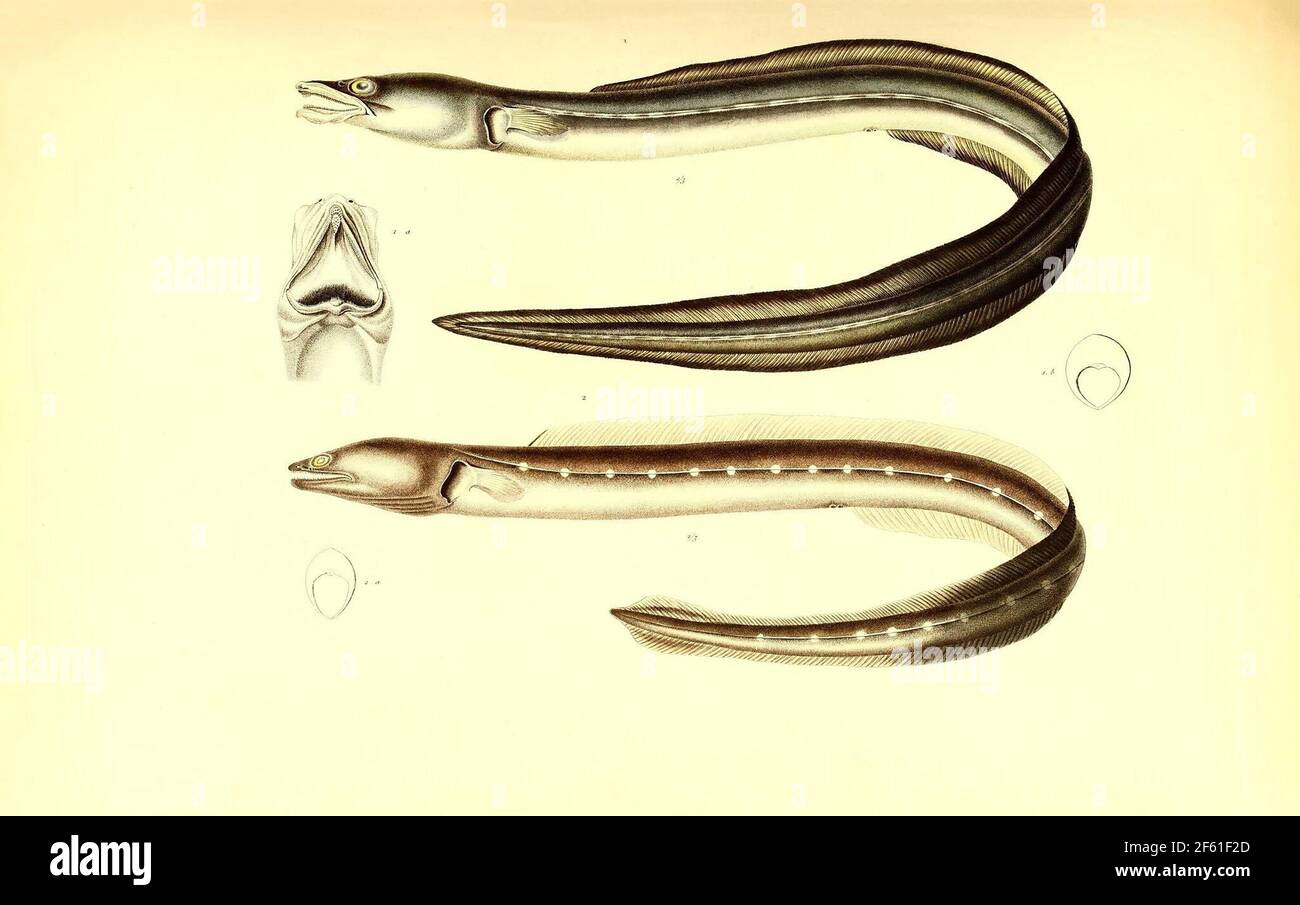 Illustrazione dell'Eel sudamericano Foto Stock