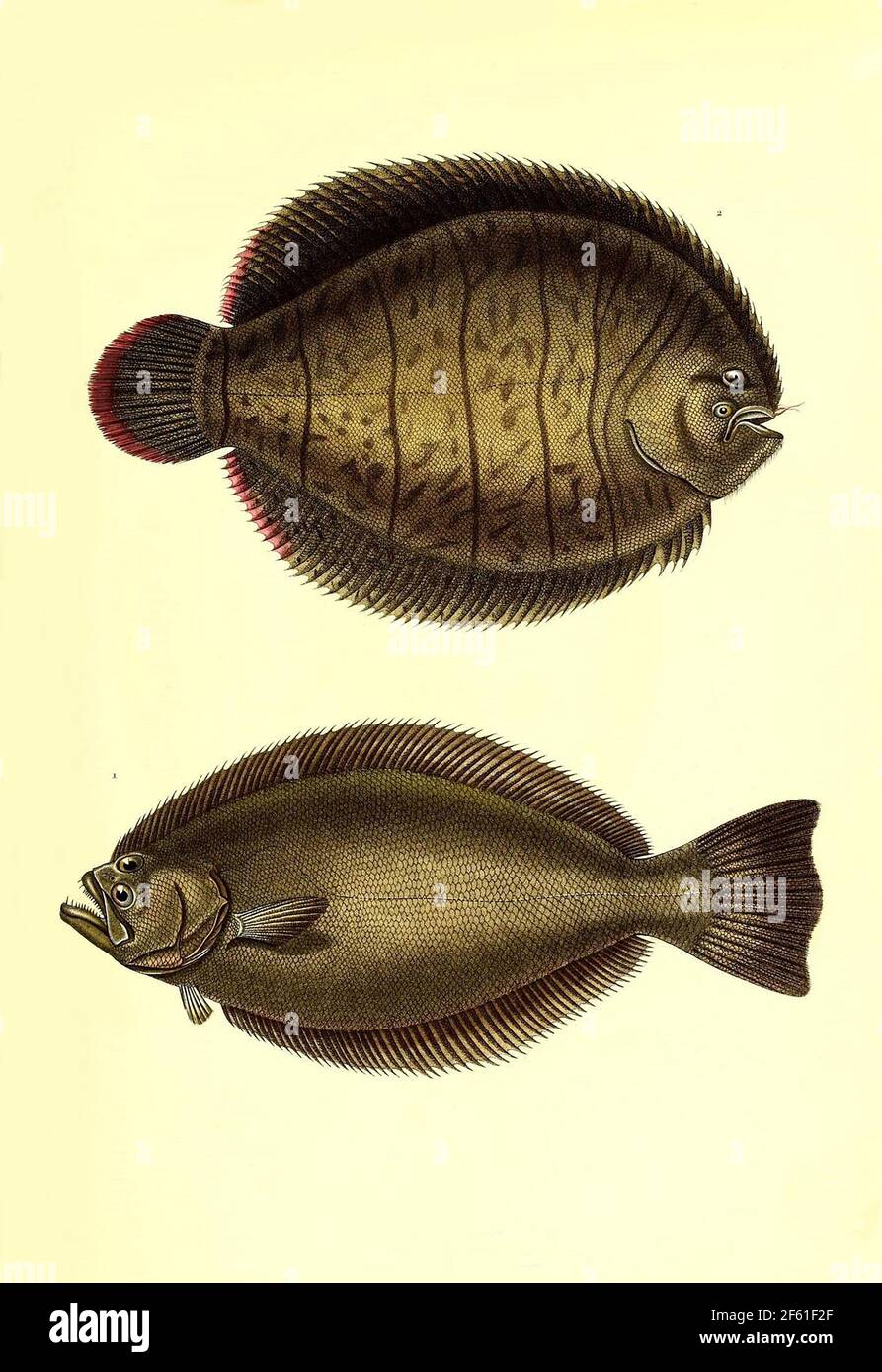 Illustrazione del pesce sudamericano Foto Stock