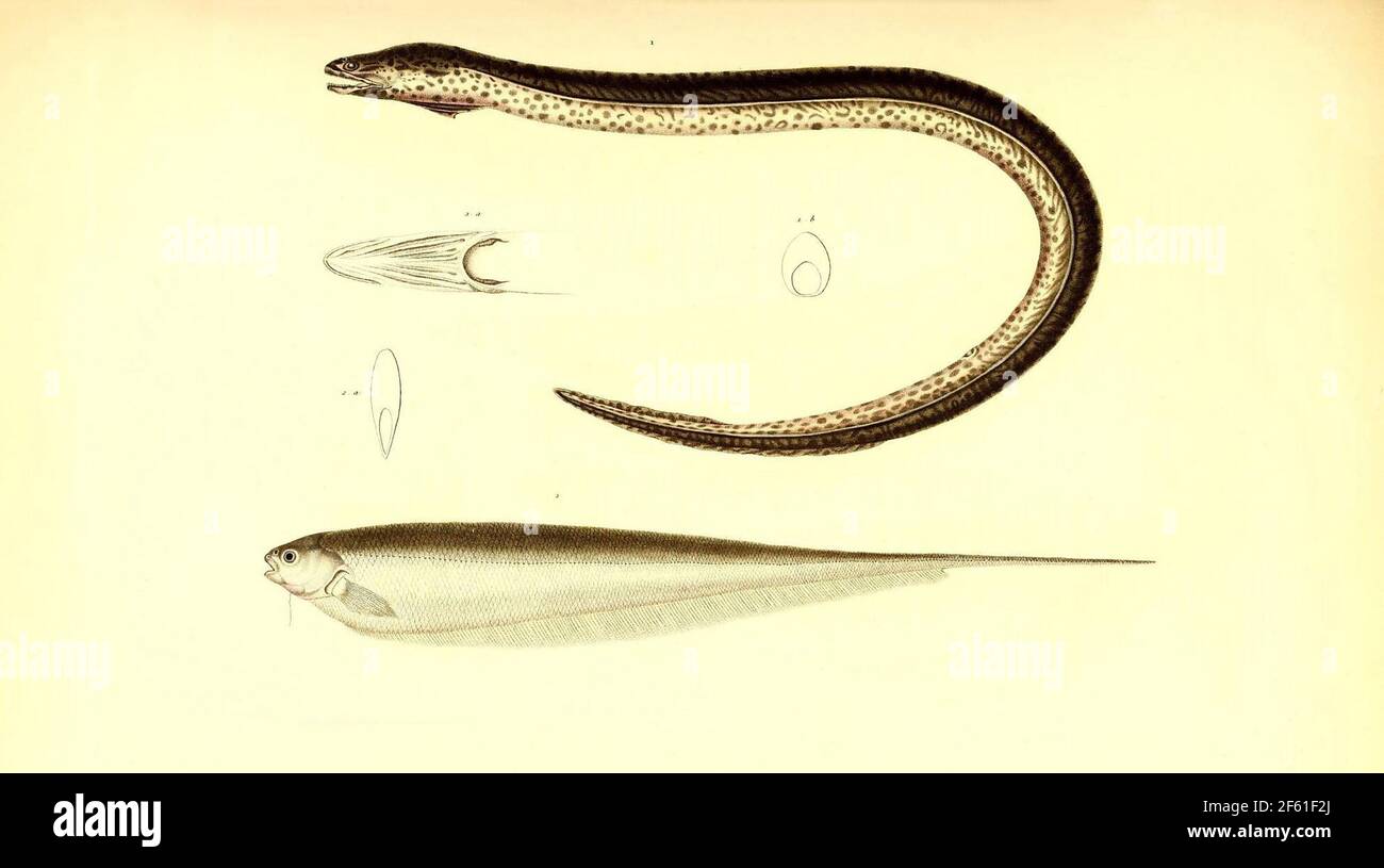 Illustrazione dell'Eel sudamericano Foto Stock