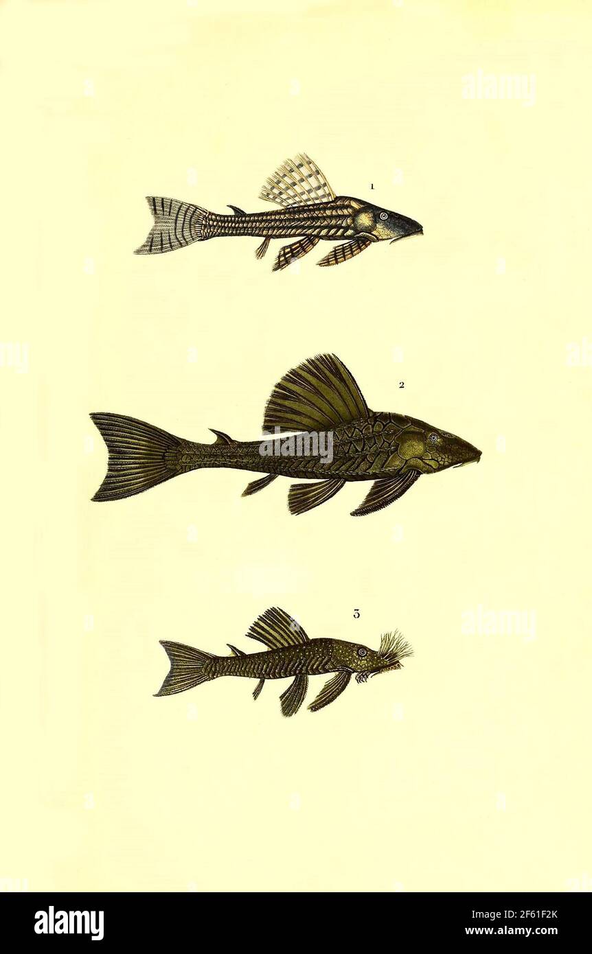 Illustrazione di Catfish sudamericano Foto Stock