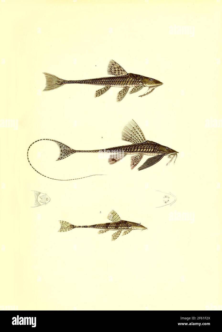 Illustrazione di Catfish sudamericano Foto Stock
