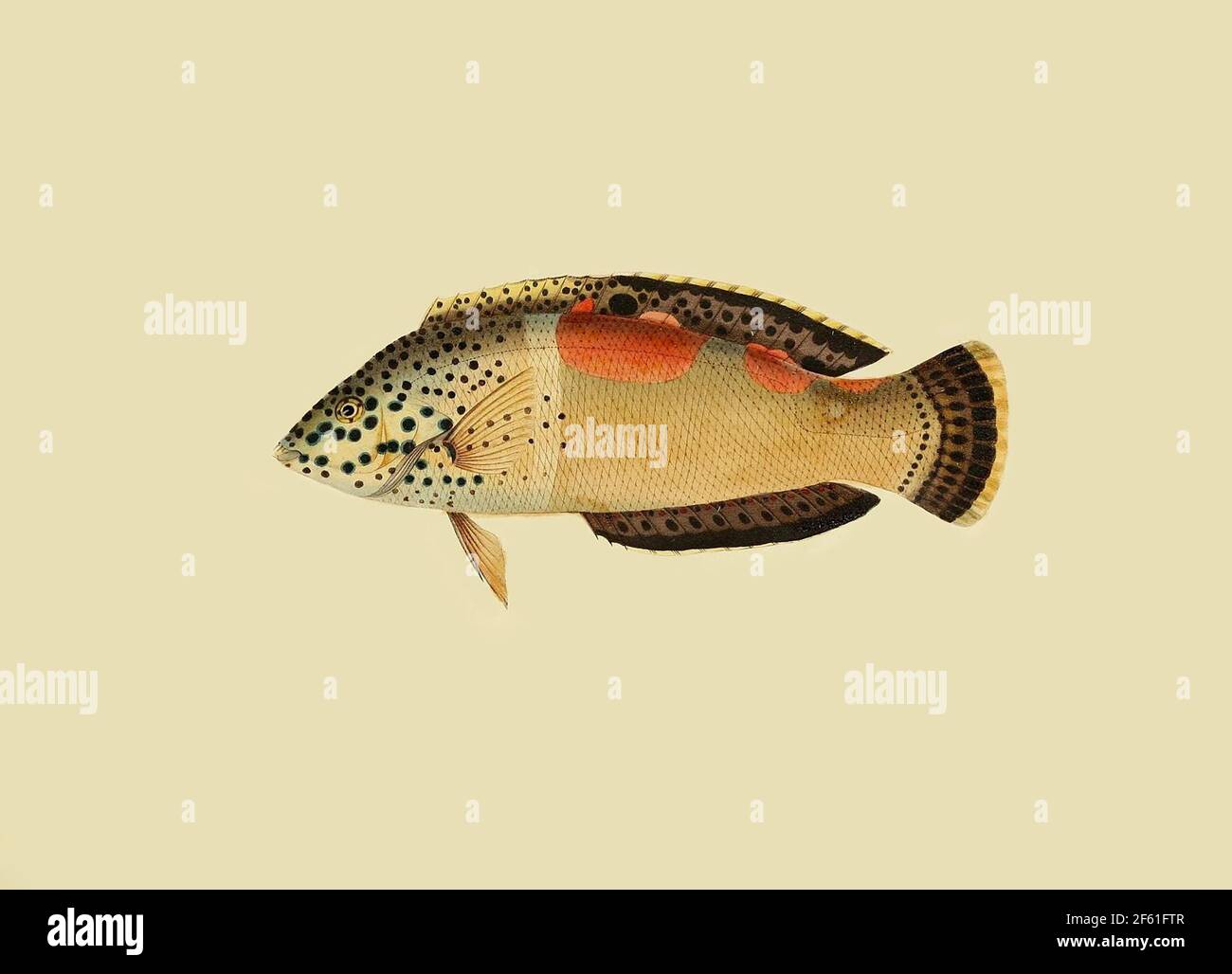Illustrazione del Clown Cmais Foto Stock