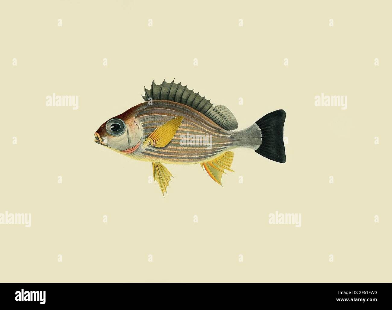 Illustrazione di Clearfin Squirrelfish Foto Stock