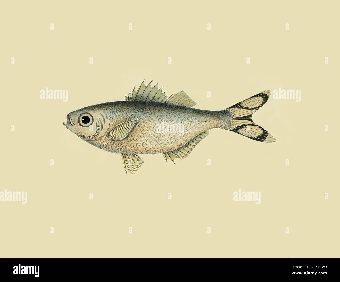 Illustrazione di Weakfish a strisce Foto Stock