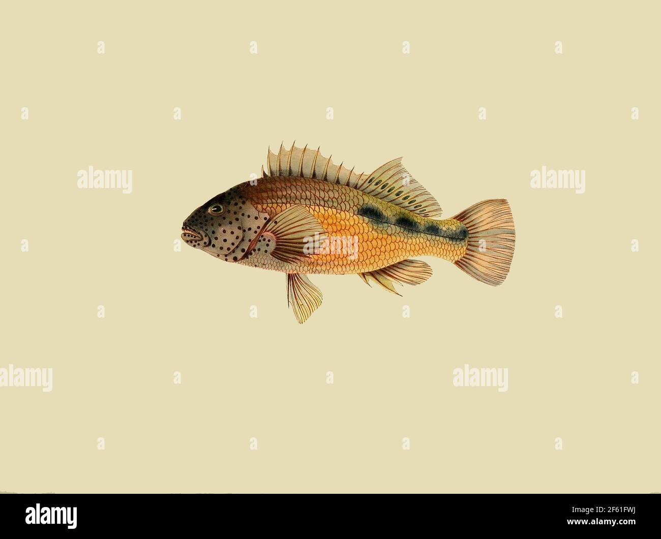 Illustrazione di un pesce falco fritto Foto Stock