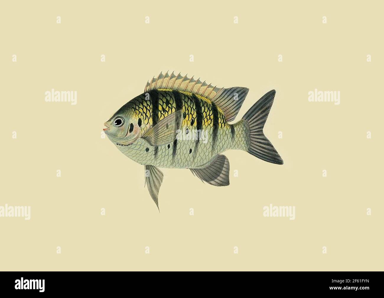 Illustrazione del sergente Indo-Pacific Foto Stock