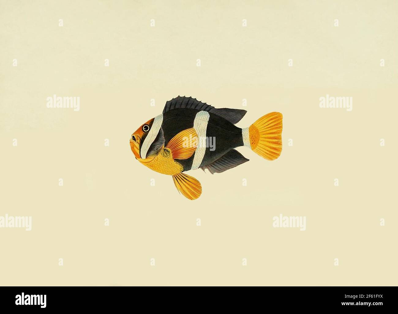 Illustrazione dell'anemonefish di Clark Foto Stock