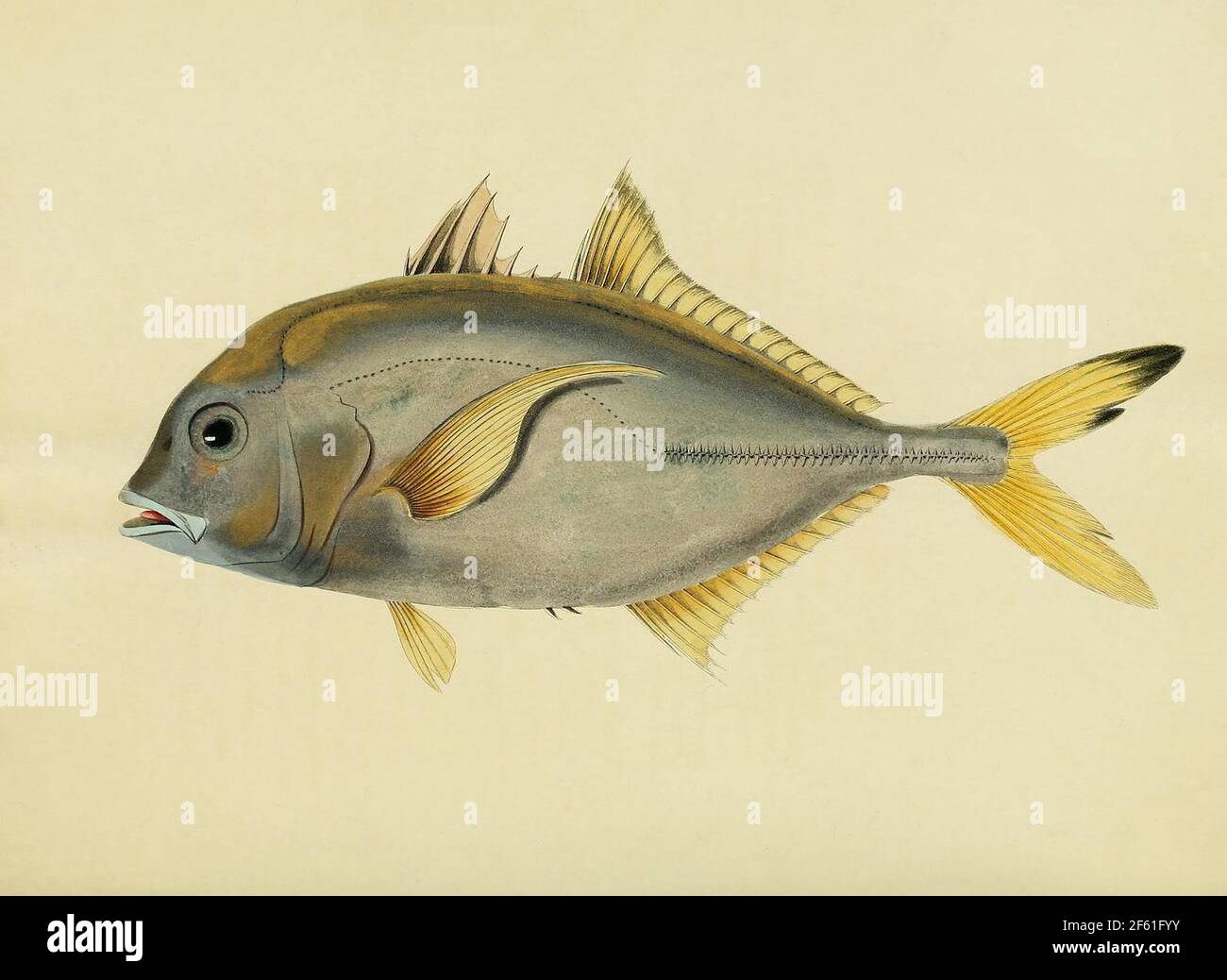 Illustrazione di BlacktipTrevally Foto Stock