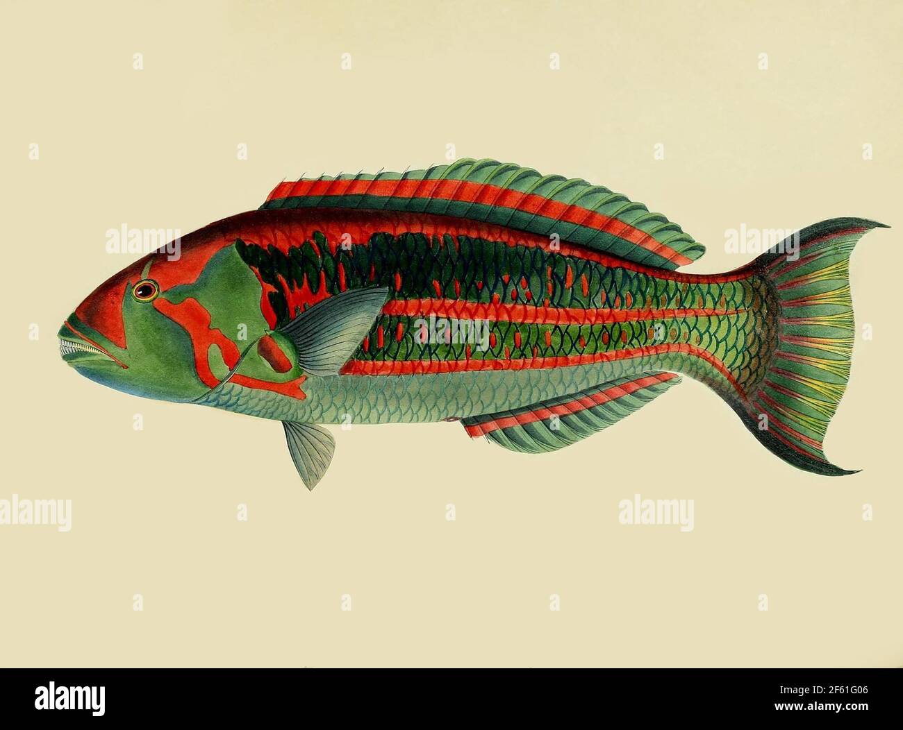 Illustrazione di Thalassoma purpureum Foto Stock