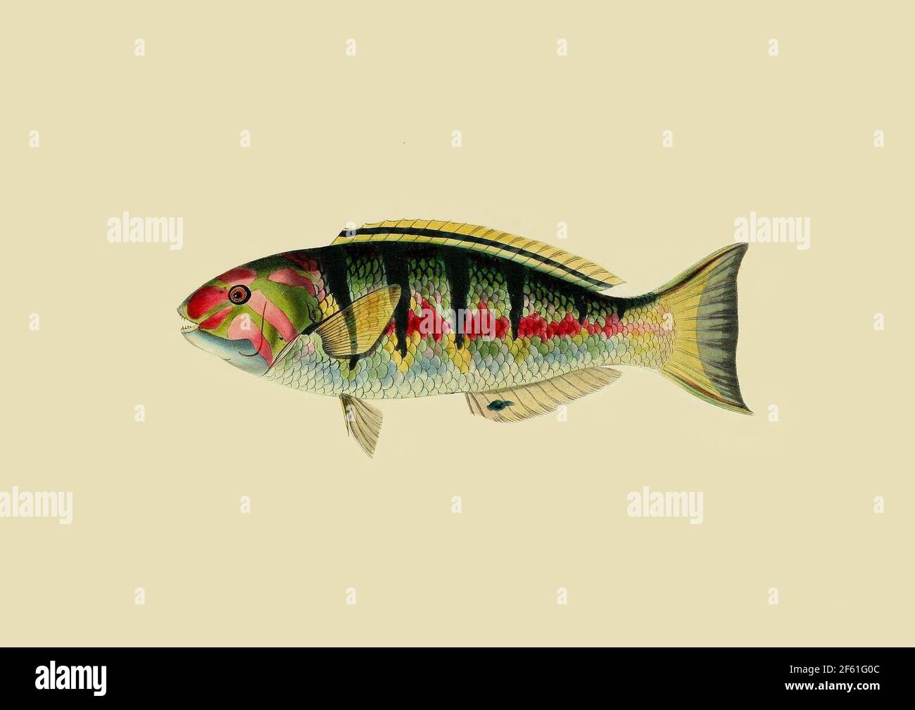 Immagine di una Sixbar Wrasse Foto Stock