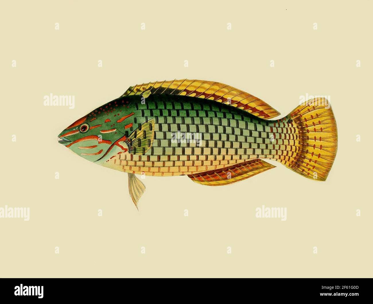 Immagine della scacchiera Wrasse Foto Stock