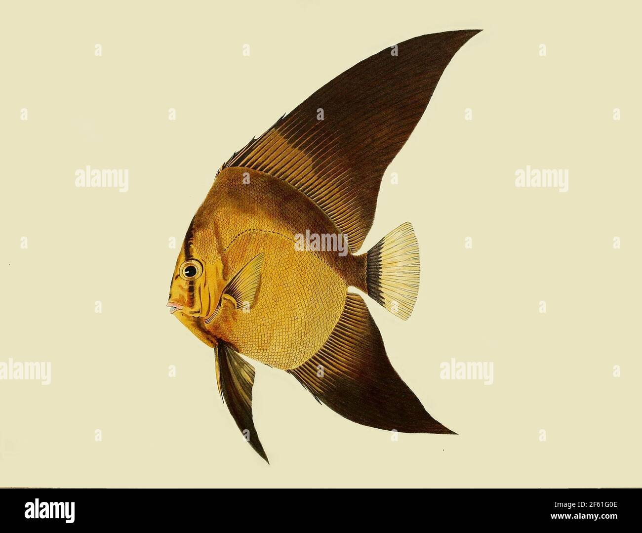 Illustrazione di un batfish orbicolare Foto Stock