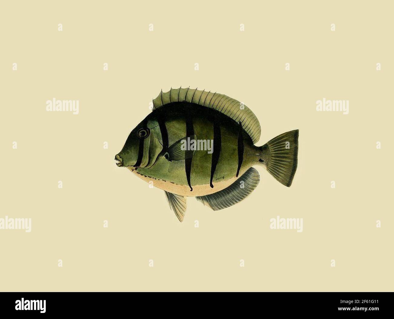 Illustrazione di un Surgeonfish Convict Foto Stock