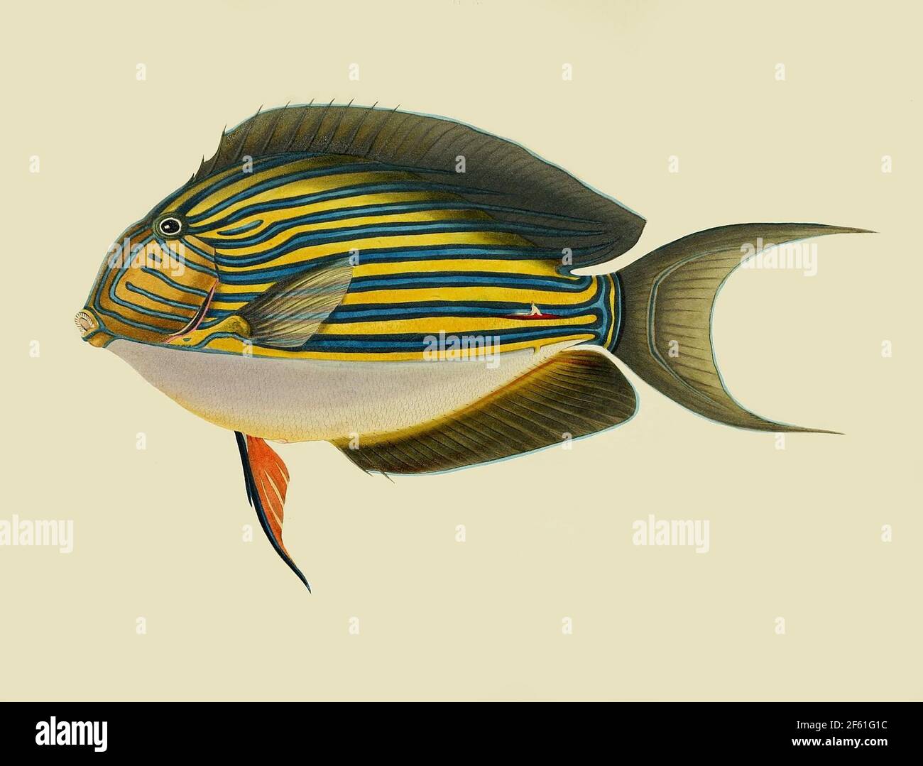 Illustrazione di un pesce Surgeonfish rigato Foto Stock