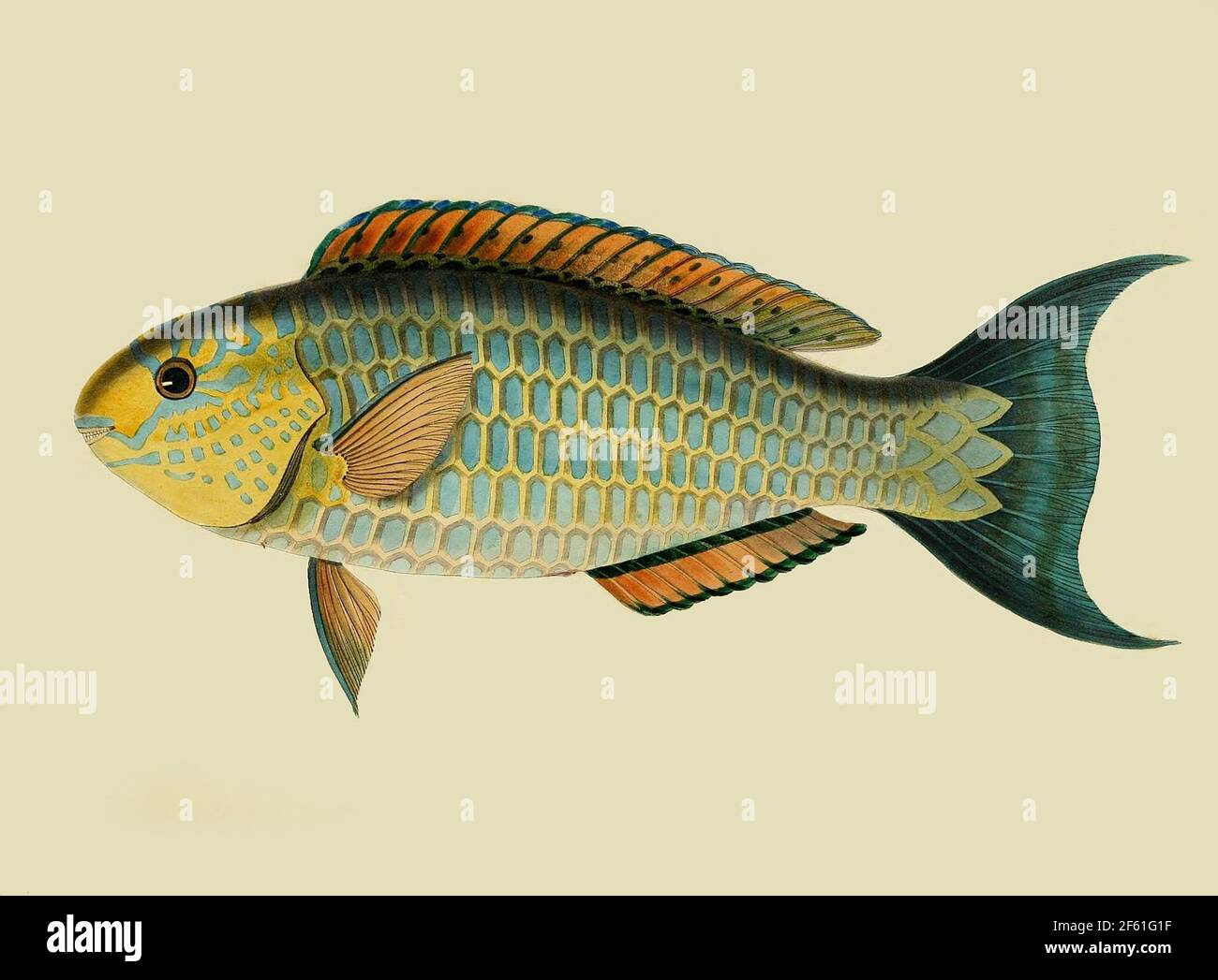 Illustrazione di un Parrotfish con barra blu Foto Stock