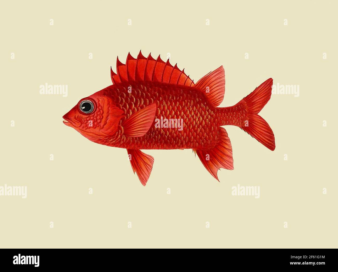 Illustrazione della specie di Olocentrus Foto Stock
