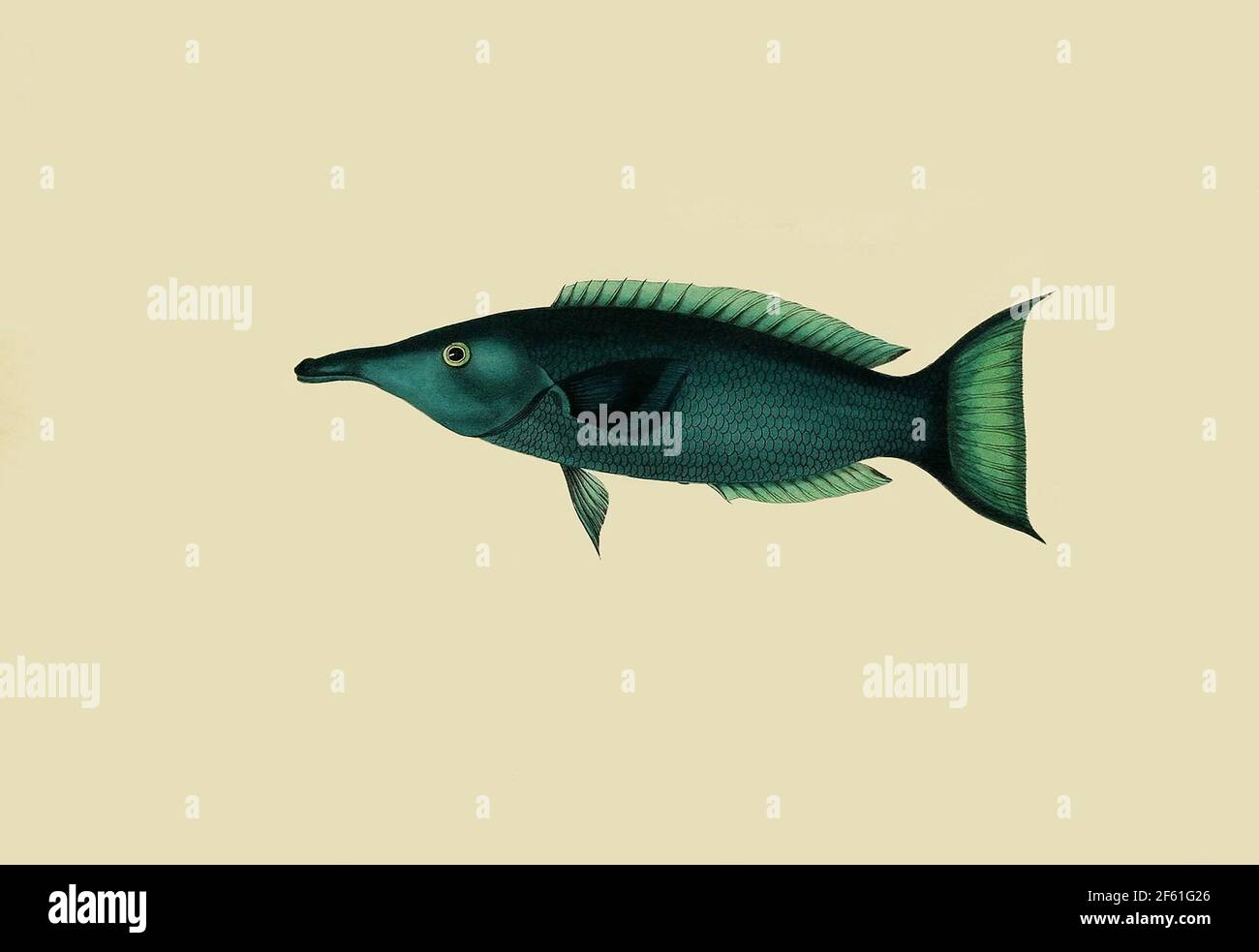 Illustrazione della specie di Gomphosus Foto Stock