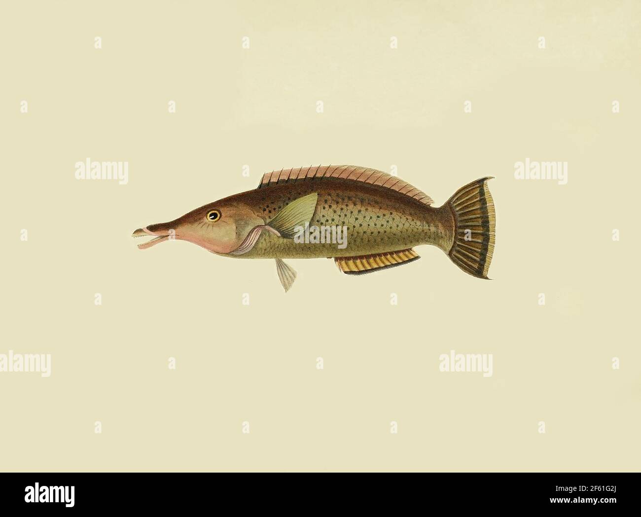 Illustrazione dalla specie di Gomphosus Foto Stock