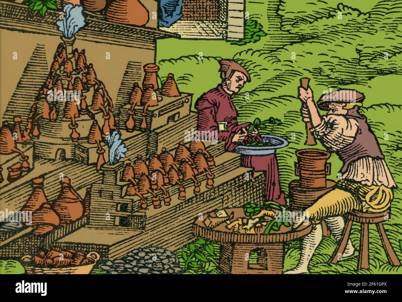 Medical la coltivazione di erbe, XVI secolo Foto Stock
