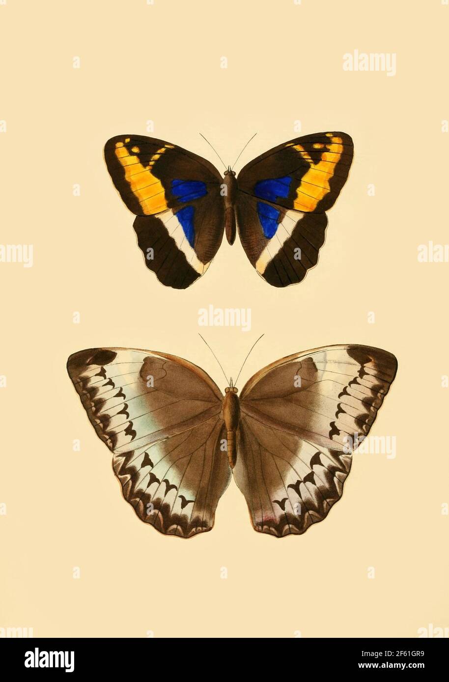 Illustrazione delle Farfalle di Dasoftalma e Thaumantis Foto Stock