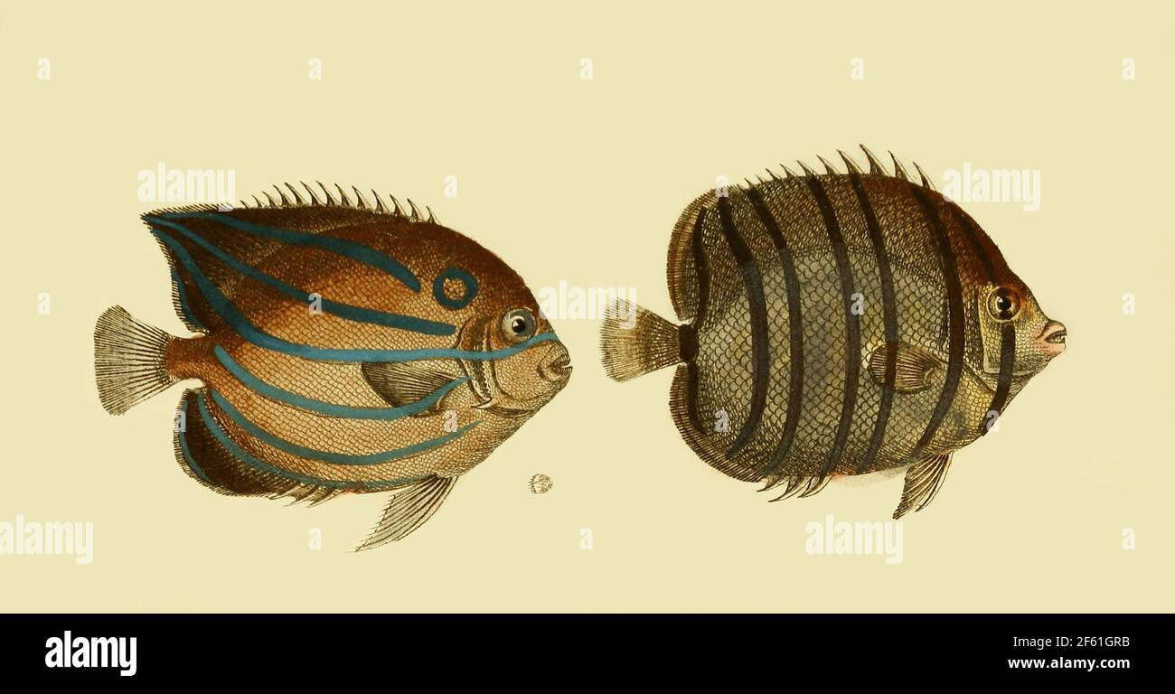 Blue Ring Angelfish e Butterflyfish Eightband Foto Stock