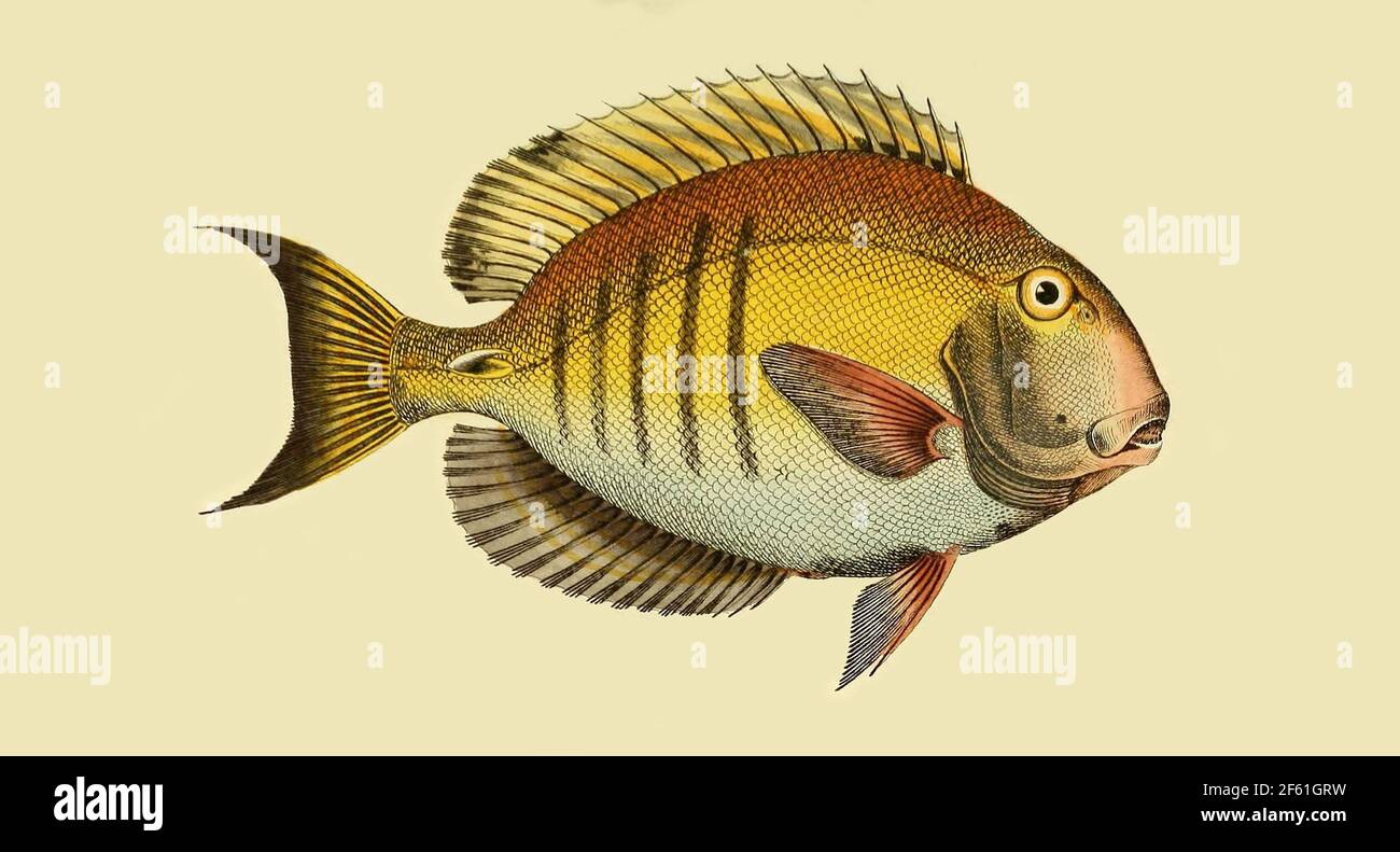 Illustrazione di un Doctorfish Foto Stock