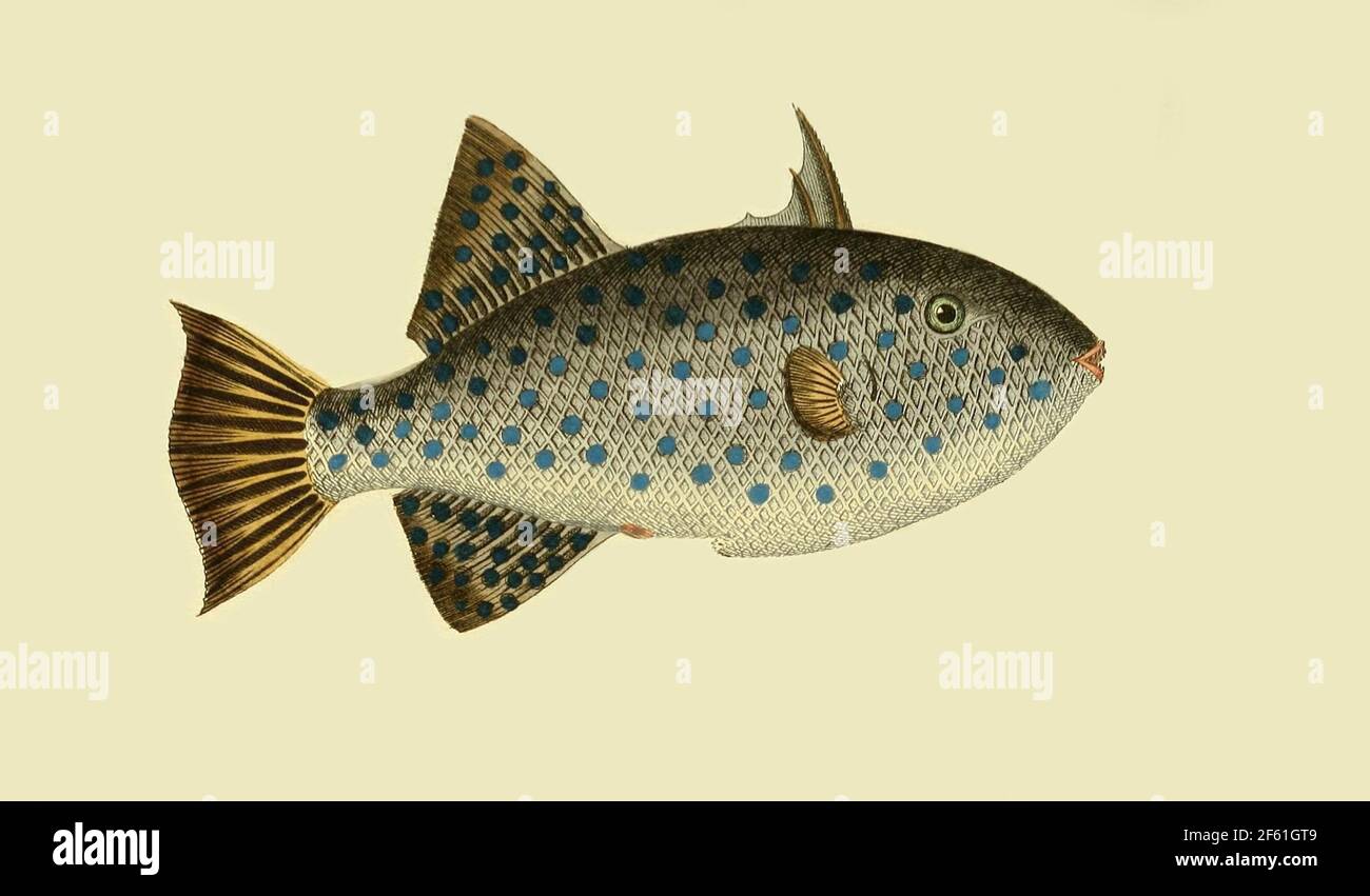 Illustrazione del Triggerfish oceanico puntato Foto Stock