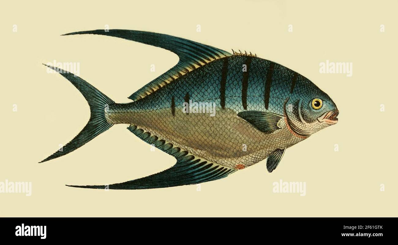 Illustrazione del Palometa Foto Stock